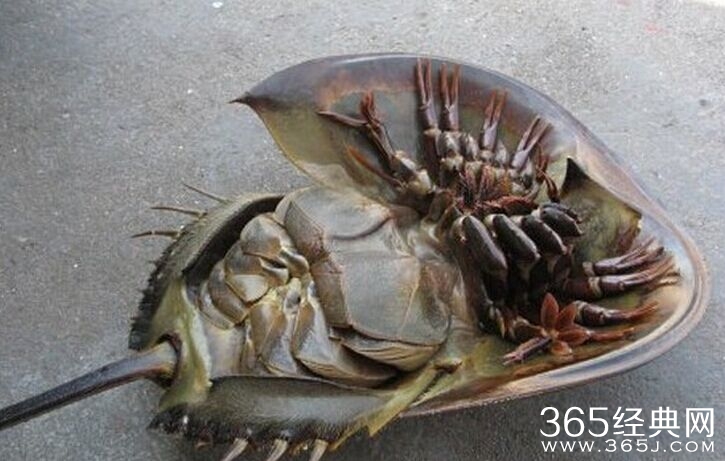 山东渔民捕到海怪蓝色血液 模样诡异十分惊悚