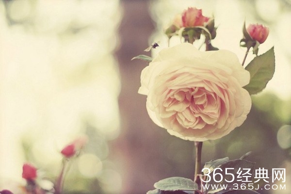 花开花落又一年,云卷云舒几度秋