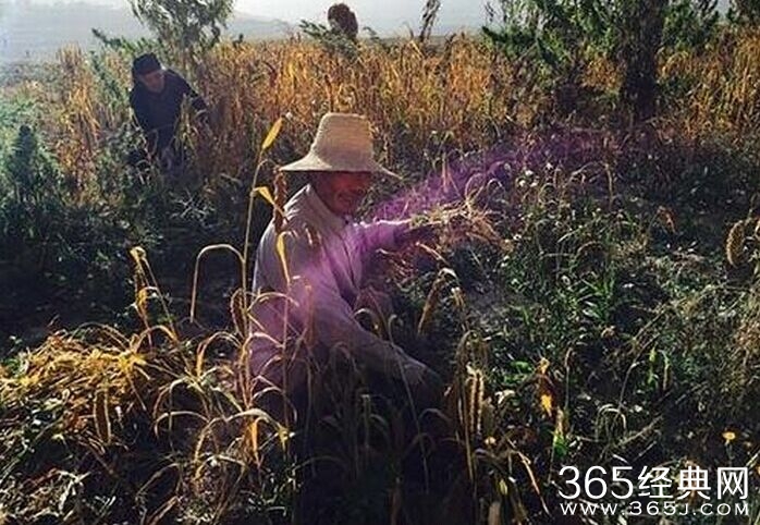 剩男乱伦逼表妹成婚 霸王强上弓将表妹强奸