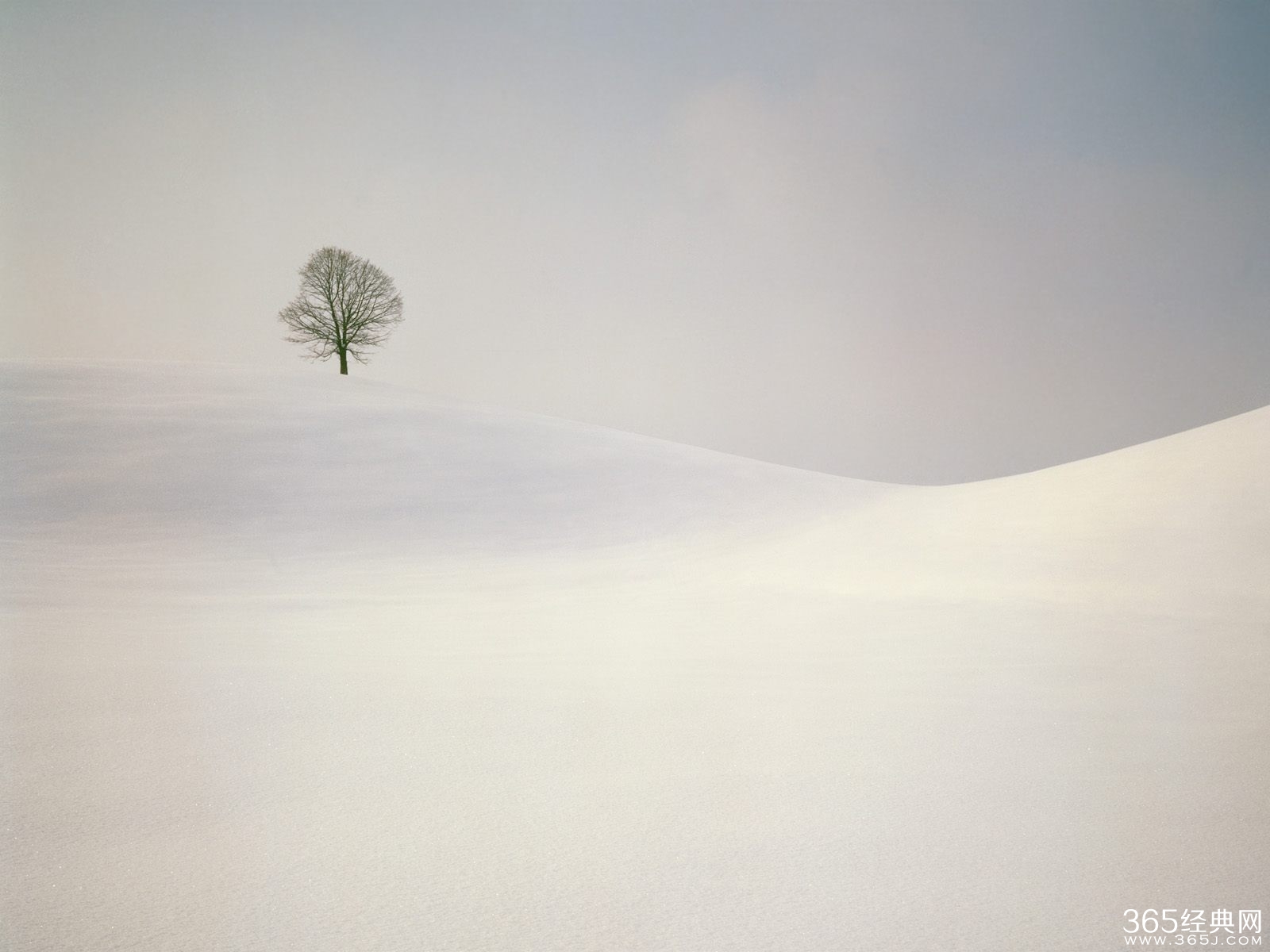 踏雪寻梅梦无期