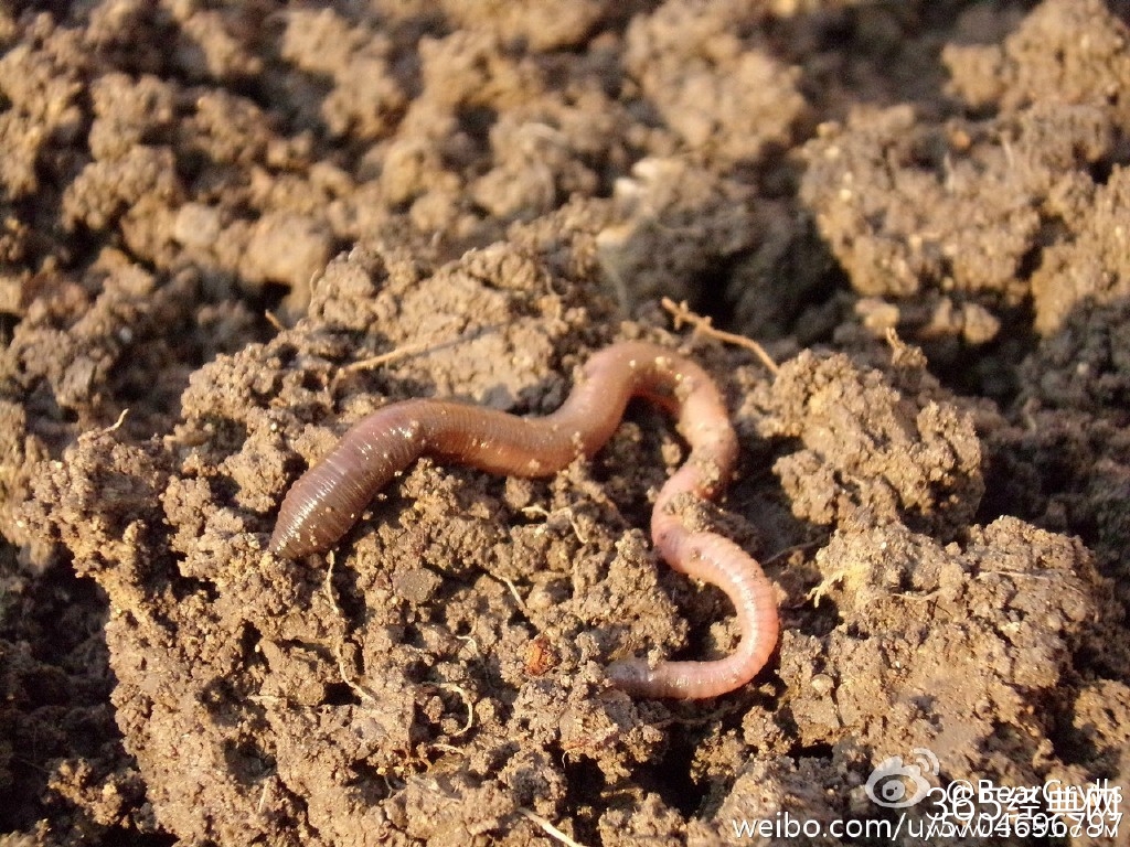 跟着贝尔去冒险美食篇 贝爷终极食物蚯蚓干的做法