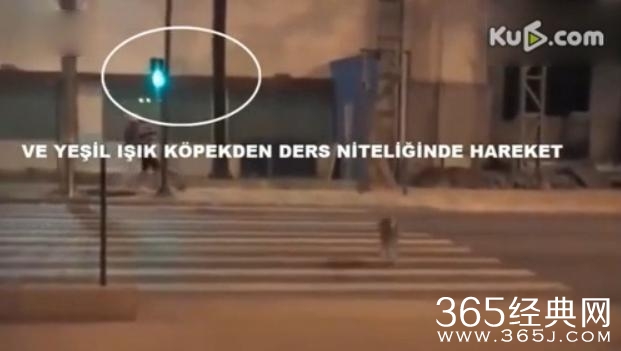 汪星人等绿灯女孩闯红灯 网友：人不如狗