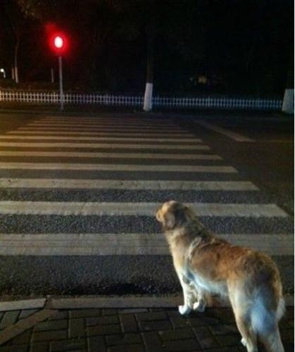 汪星人等绿灯女孩闯红灯 网友：人不如狗