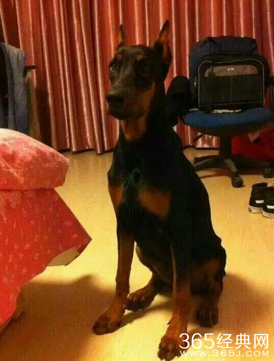 天价寻狗启示丢狗主人曝光 天价寻狗丢的是什么狗