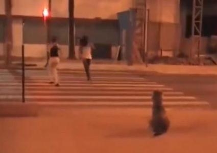 汪星人等绿灯女孩闯红灯 网友：人不如狗