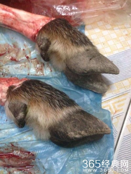 老人自称捕到神兽 截肢便宜叫卖