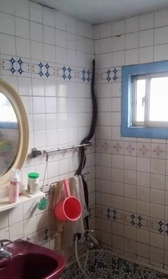 巨蛇伪装成莲蓬头