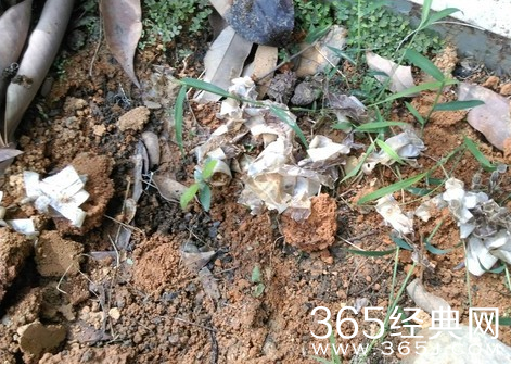 巨蛇伪装成莲蓬头