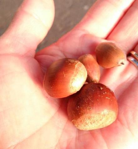 新闻哥：讲方言能救人一命！2015.10.28