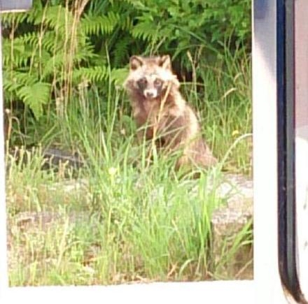 新闻哥：讲方言能救人一命！2015.10.28