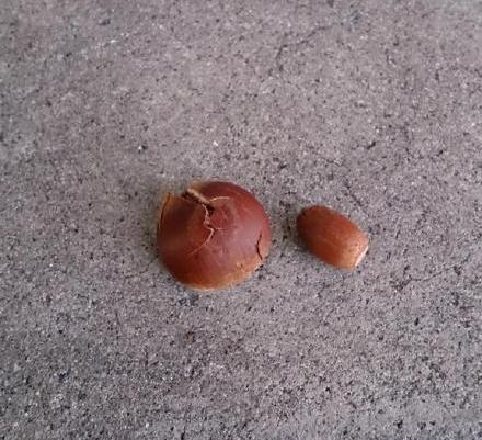 新闻哥：讲方言能救人一命！2015.10.28