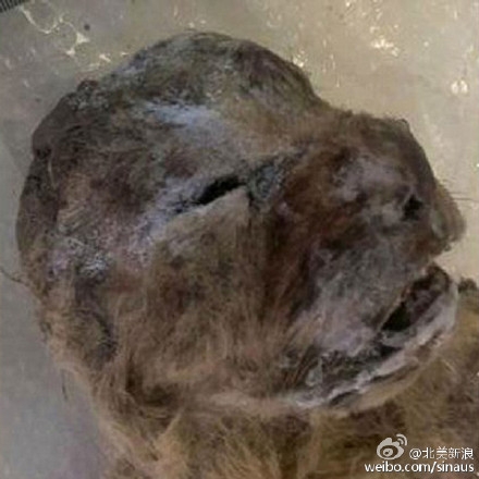 冰冻万年狮子尸体是在哪里发现的 冰冻万年狮子历史年代有多久