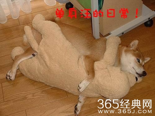 新闻哥：再叫放老虎咬你！2015.10.29