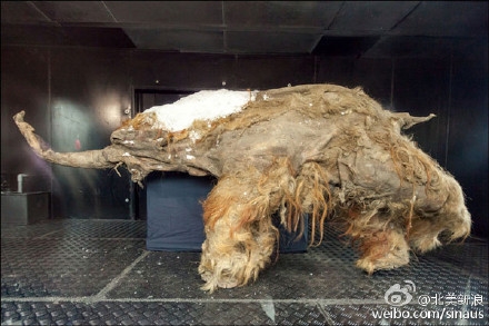 冰冻万年狮子尸体是在哪里发现的 冰冻万年狮子历史年代有多久