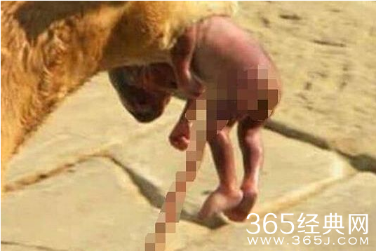 流浪狗叼刚出生弃婴向住户求救视频在线观看