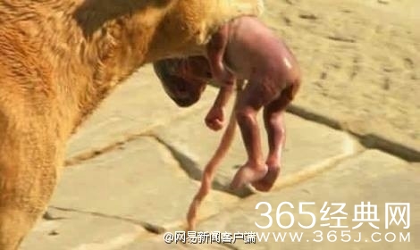 狗狗翻垃圾桶发现弃婴求救