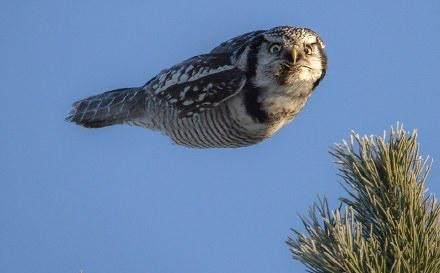 新闻哥：抽奖又特么中了避孕套。2015.11.03