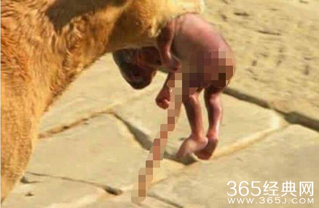 流浪狗叼弃婴求救 狗的灵性感人