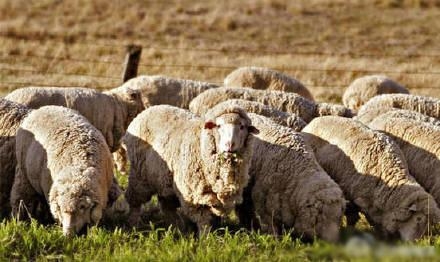 新闻哥：大妈表演偷窃神技！2015.11.05