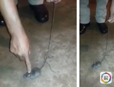 毒贩训练老鼠运毒 有这驯兽本领可惜了