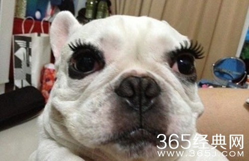 新闻哥：大妈表演偷窃神技！2015.11.05