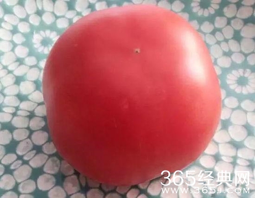 长生不老西红柿 修炼成精有猫腻