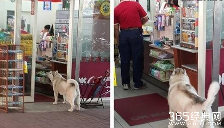 哈士奇当街打劫逼人为它买热狗