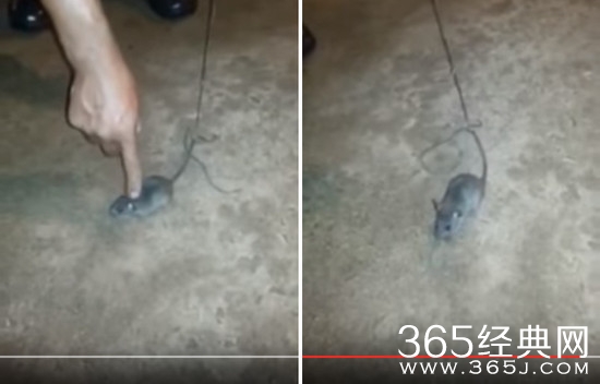 巴西囚犯训练老鼠运毒品