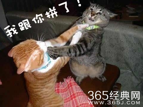 新闻哥：你们的支付宝密码改好了吗？2015.11.10