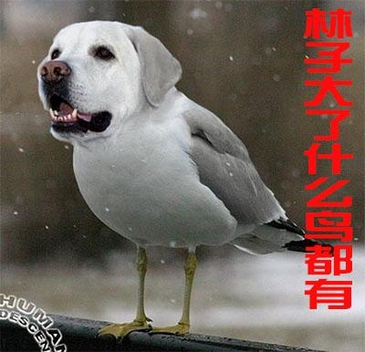 新闻哥：光棍节都收到什么礼物？2015.11.11