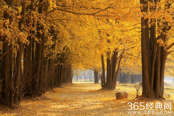 叶落,又是一年秋