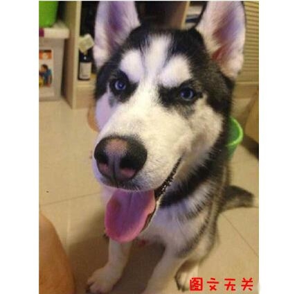 新闻哥：有一种叫别人家的老公！2015.11.16