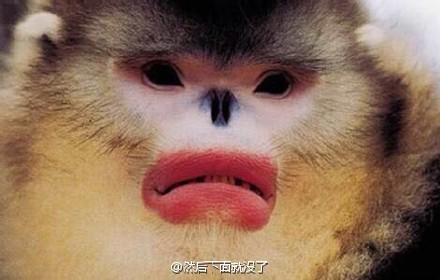 新闻哥：世界杯国足要等到2022年！2015.11.18