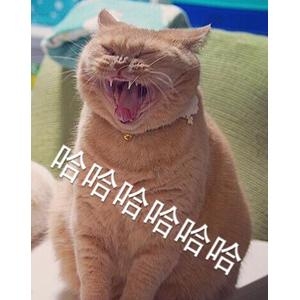 新闻哥：婆婆喜欢二女侍一夫。2015.11.20