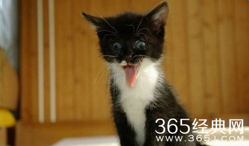 30条经典搞笑段子:大兄弟你可别再按喇叭了，你每次按过喇叭车里都很臭