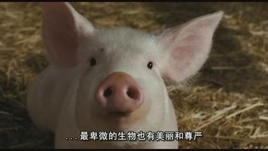 新闻哥：女人往往比男人更坚定！2015.11.26