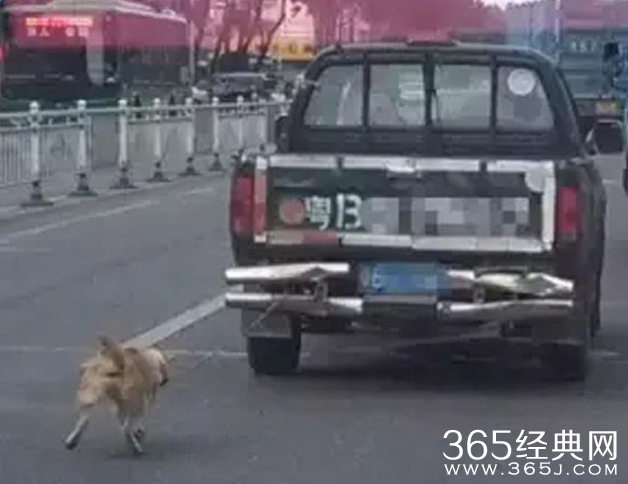 货车司机拖死小狗