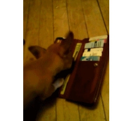 新闻哥：2015年的最后一个月！2015.12.01