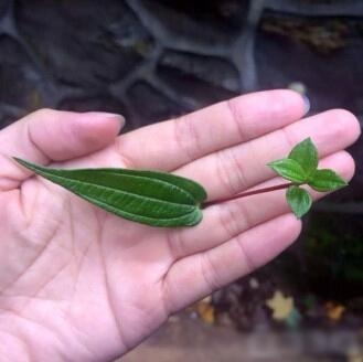 新闻哥：办婚宴保证不离婚！2015.12.02