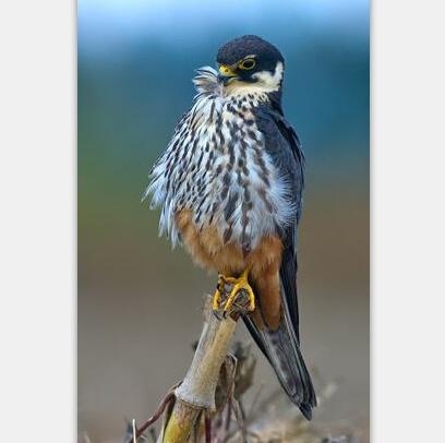 新闻哥：办婚宴保证不离婚！2015.12.02