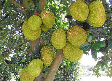 新闻哥：秀恩爱死得快！2015.12.03