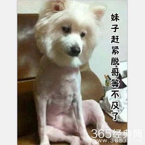 新闻哥：上午离婚下午结婚！2015.12.04