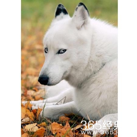 新闻哥：论负负得正的原理！2015.12.07