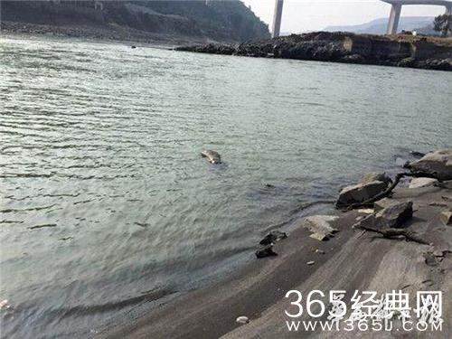 新闻哥：你们有这么犀利的丈母娘吗？2015.012.08