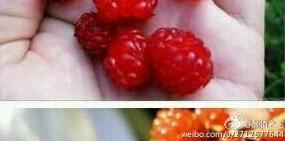 新闻哥：不喜欢和男友湿吻的女朋友！2015.12.09