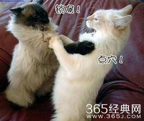 经典搞笑语录:那你算插对了,你要插化肥上烧死你