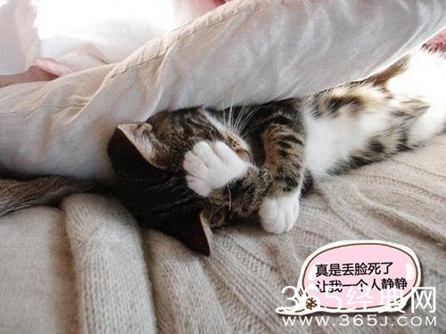 新闻哥：有缘千里来对骂！2015.12.10