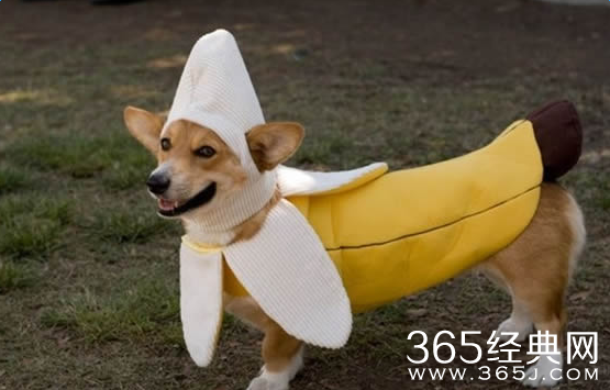 经典搞笑语录:可怜的孩纸,你麻麻可真够坏的