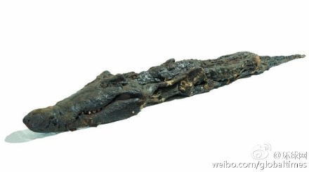 埃及寺庙发现一具鳄鱼木乃伊距今2500年