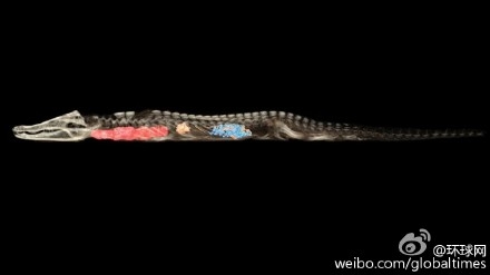 埃及寺庙发现一具鳄鱼木乃伊距今2500年